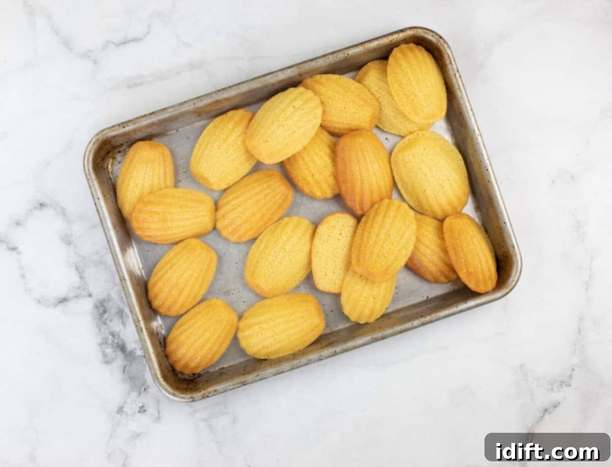 baked cornbread madeleines cooling on a baking sheet
