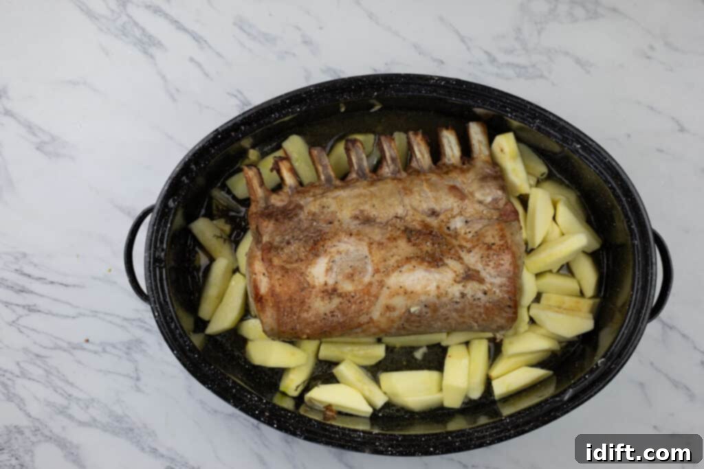 A roasting pan with a partially cooked pork roast surrounded by apple wedges, after the initial vegetables have been removed, ready to continue roasting.