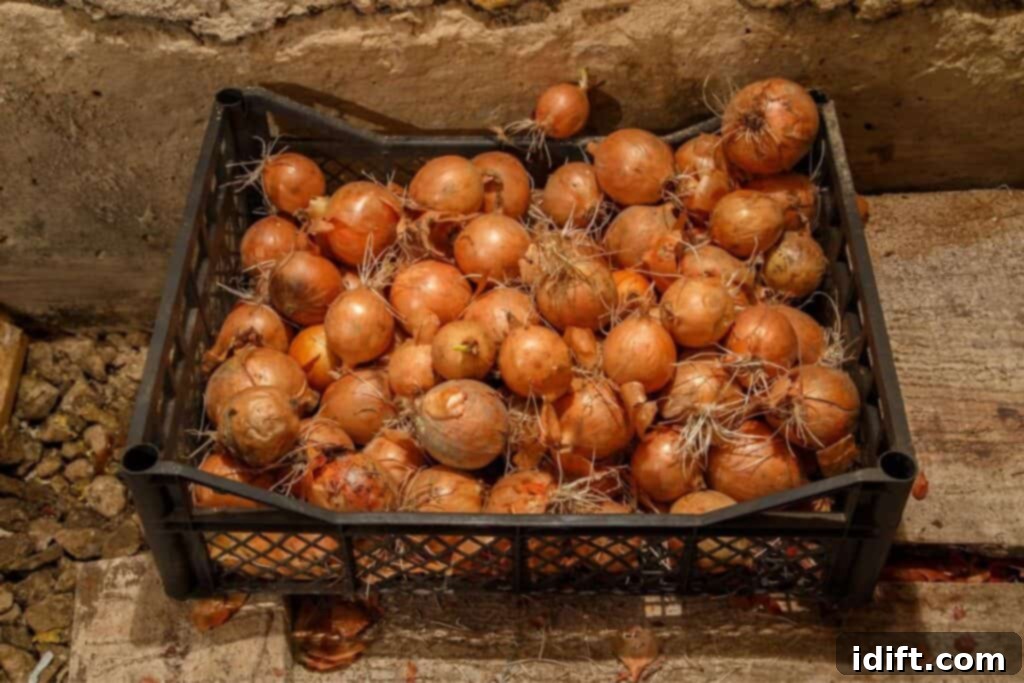 Keep Onions Fresh Longer 3 A black crate filled with bulbs of onions, some with sprouting shoots, on a rustic stone surface, symbolizing potential spoilage.