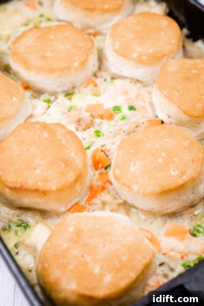 A casserole dish filled with creamy chicken and vegetable mixture, topped with golden-brown biscuits arranged evenly on top.